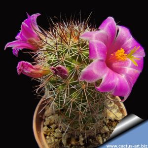 Mammillaria occidentalis