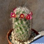 Mammillaria pottsii SB1949 , Sta Eulalia, Chihuahua, Mexico