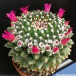 Mammillaria priessnitzii