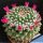 Mammillaria priessnitzii