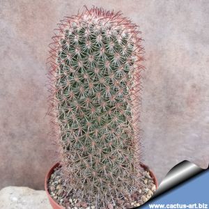 Mammillaria supraflumen REP1609 Ferreria, Jalisco, Mexico
