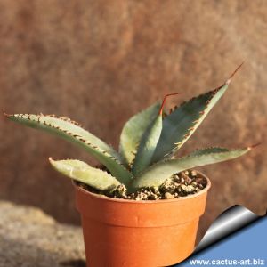 agave cupreata
