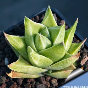 Haworthia angustifolia v. baylissii