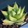 Haworthia angustifolia v. baylissii