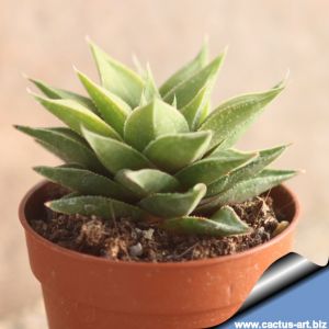 Haworthia angustifolia v. Baylissii