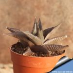 Haworthia limifolia v.ubomboensis