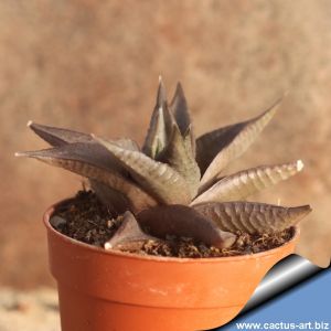 Haworthia limifolia v. ubomboensis