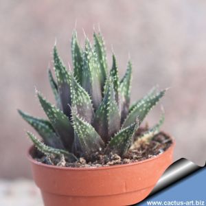 Haworthia reticulata