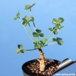 Oxalis megalorrhiza