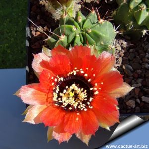 Lobivia jajoiana v. paucicostata