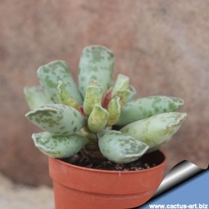 Adromischus cooperi