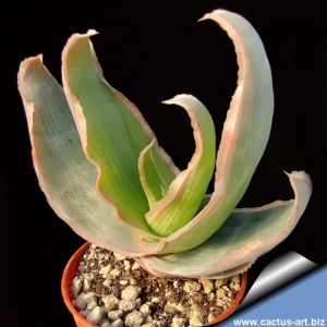 Aloe striata