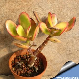 Crassula portulacea cv. Hummels sunset