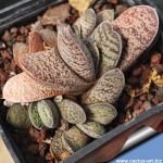 Gasteria baylissiana Oudekraal, Eastern Cape, South Africa