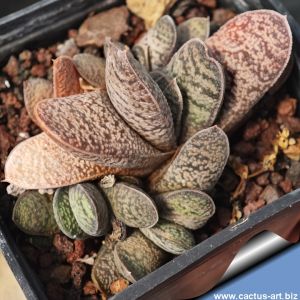 Gasteria baylissiana Oudekraal, Eastern Cape, South Africa