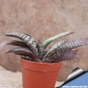 Gasteria baylissiana Oudekraal, Eastern Cape, South Africa