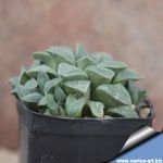 Haworthia pygmaea CC2726