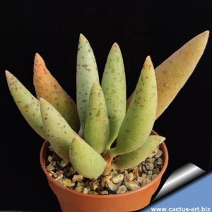 Adromischus filicaulis fa. (standard)