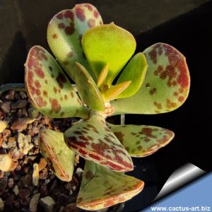 Adromischus maculatus De Rust