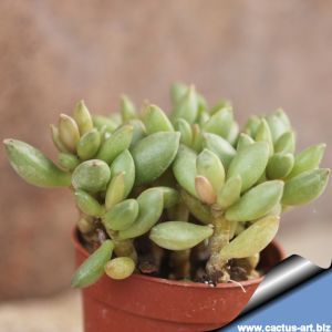 Adromischus schuldtianus v. juttae