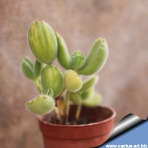 Cotyledon ladismithilensis "MEDIOPICTA"