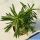 Euphorbia cv. MACGUFFIN