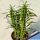 Euphorbia cv. MACGUFFIN