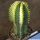 Euphorbia fruticosa inermis