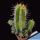 Euphorbia fruticosa longispina