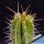 Euphorbia fruticosa longispina