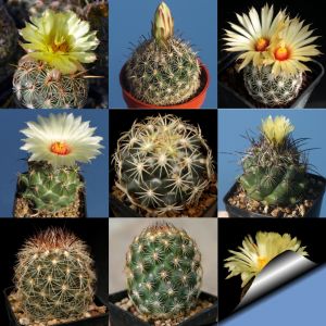 Coryphantha sp. (mixed forms)