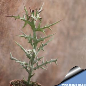 Euphorbia stenoclada cv. SILVER-THICKET