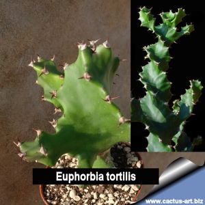 Euphorbia tortilis