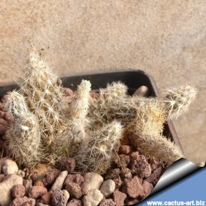 Pterocactus valentinii