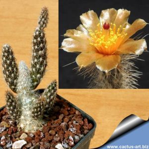 Pterocactus valentinii