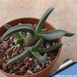 Cheiridopsis imitans Nigramoep