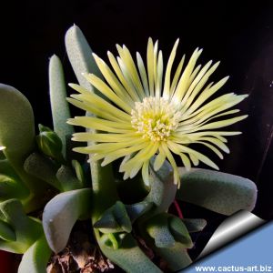 Cheiridopsis sp. Hoitsmyn, sheather with ivory green flowers (MG 1404.9)