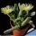 Cheiridopsis sp. Hoitsmyn, sheather with ivory green flowers (MG 1404.9)