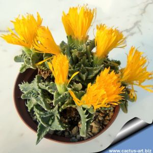 Faucaria felina Scanlen, Eastern Cape, South Africa (MG 1496.61)