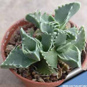 Faucaria felina scanlen