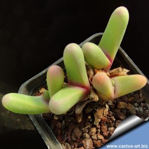 Gibbaeum fissum framesii