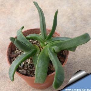 Glottiphyllum nelii