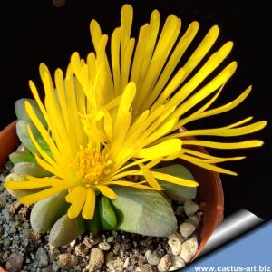 Glottiphyllum pygmaeum Willowmore, Cape Province, South Africa