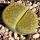 Lithops aucampiae cv. Jackson's Jade C395A 