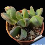 Pleiospilos compactus ssp. minor GM234 Sandpoort, Eastern Cape, South Africa