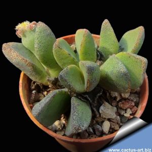 Pleiospilos compactus ssp. minor GM234 Sandpoort, Eastern Cape, South Africa