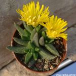 Rabiea albipuncta Kees SE Berg, W Molteno ( MG 1841.81 )