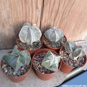 Astrophytum myriostigma hybrid (variable)