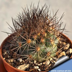 Escobaria aguirreana Sierra Paila, Coahuila, Mexico (Acharagma aguirreanum)