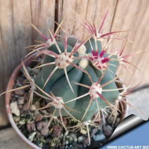 Ferocactus gracilis